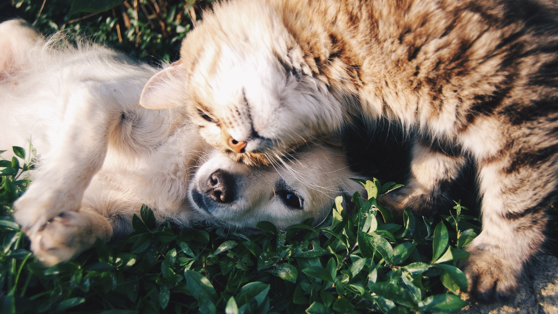 Chien et chat, bienfaits de la communication animale